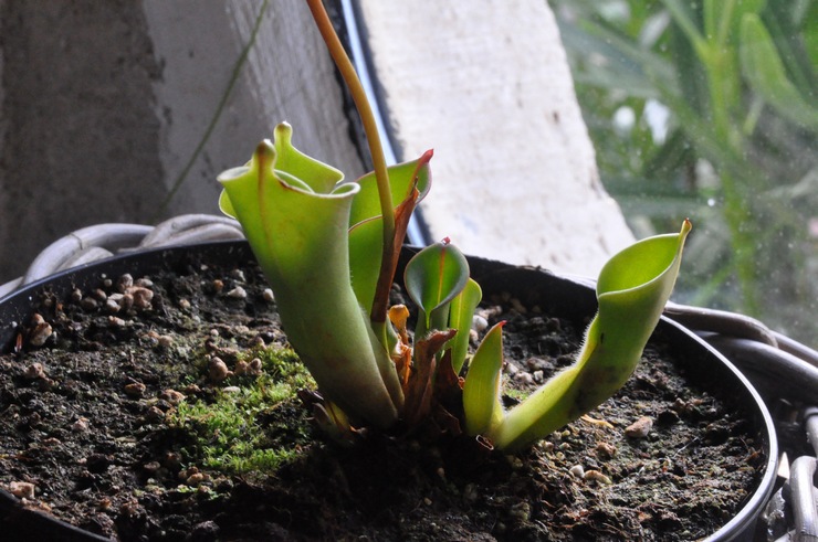 Det er ikke nødvendigt at transplantere planten specielt