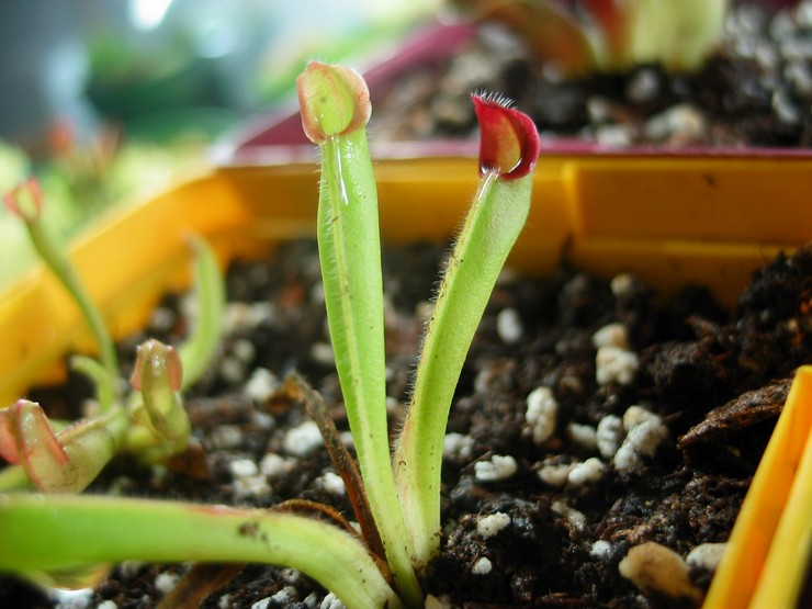 استنساخ heliamphora