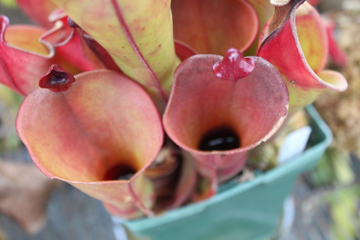 Helianphora heterodoxa