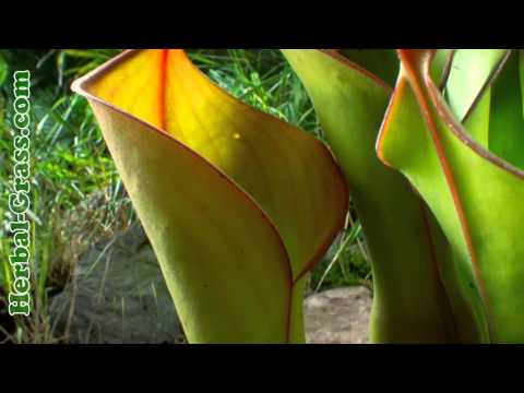 Heliamphora - مفترس نبات لاحم