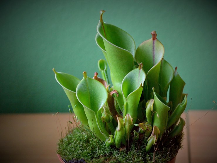 Heliamphora - hjemmepleje. Heliamphora dyrkning, transplantation og reproduktion. Beskrivelse, typer. Foto