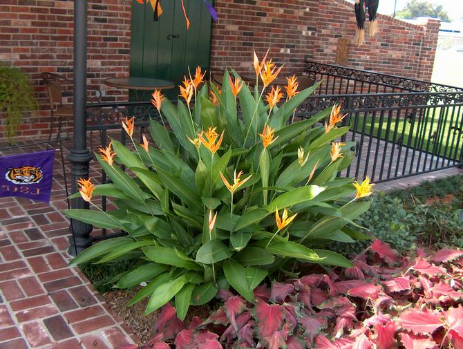 تحتاج Heliconia إلى رطوبة عالية في الغرفة.