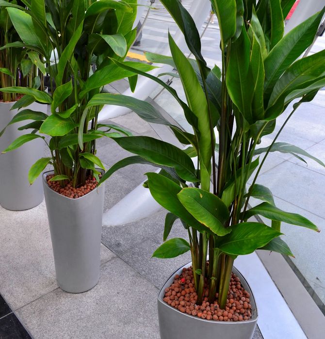 من مارس إلى سبتمبر ، يتم إطعام Heliconia مرة واحدة في الشهر