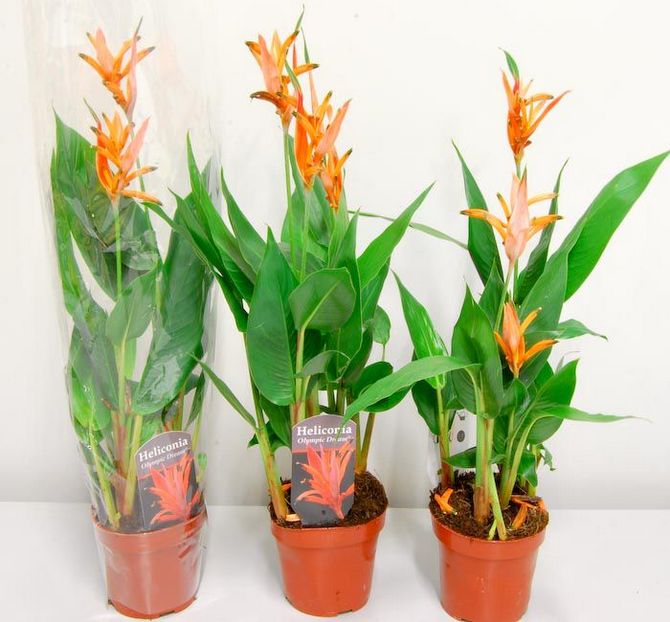 Reproduktion af heliconia