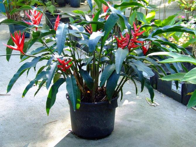 Heliconia - الرعاية المنزلية. زراعة الهليكونيا وزرعها وتكاثرها. وصف. صور - Flowertimes.ru