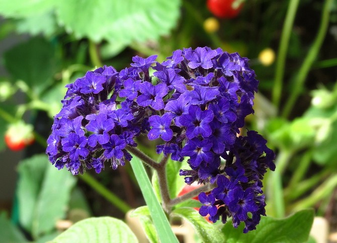 أنواع وأنواع شعبية من heliotrope