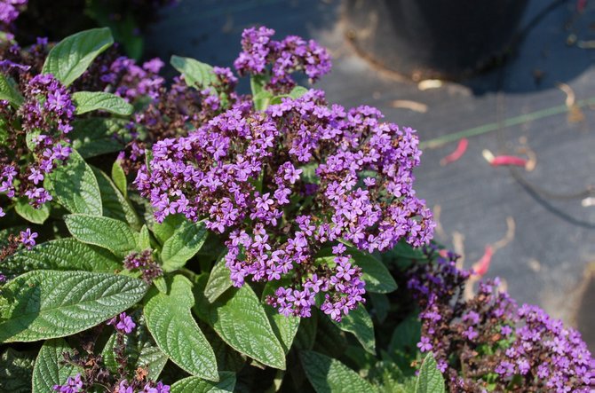 يُترجم اسم heliotrope نفسه حرفيًا على أنه 