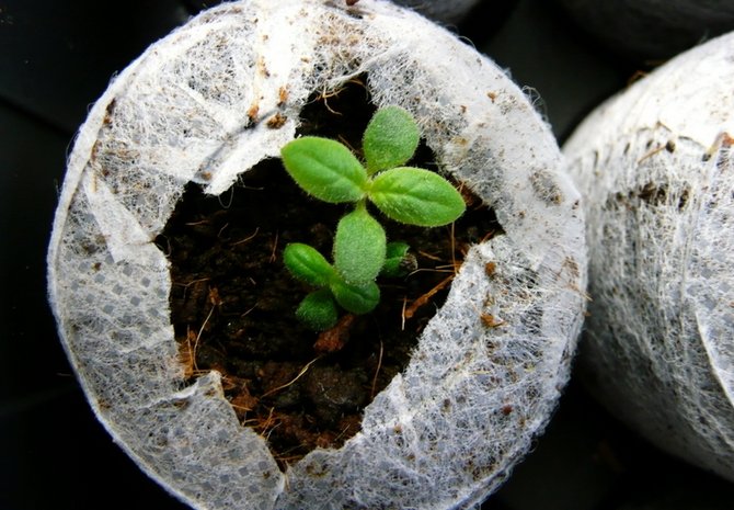 Pestovanie heliotropu zo semien