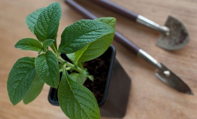 Plantning af heliotrop i åbent terræn