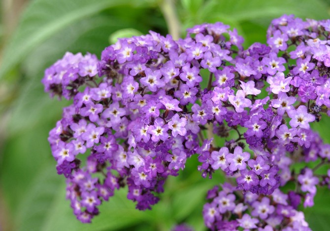 Heliotrope. Sygepleje og reproduktion. Plantning og dyrkning. Beskrivelse og foto af heliotrope