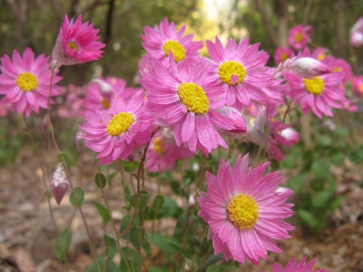 Helipterum (acroclinum) - زراعة ورعاية في الحقول المفتوحة. زراعة الهليكوبتر من البذور. الوصف والأنواع. صورة فوتوغرافية