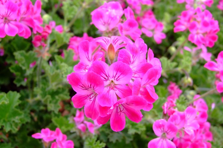 Ivy geranium