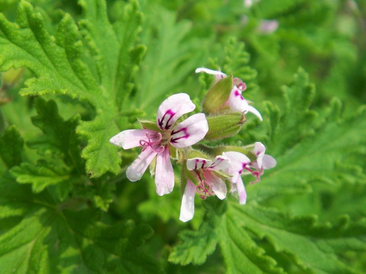 Duftende geranium