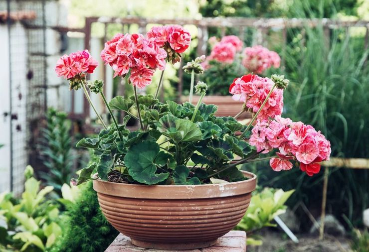 Geranium funktioner