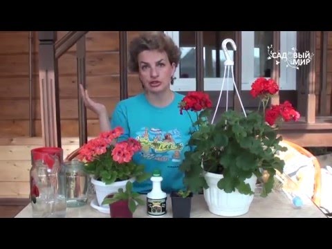 كيف ينمو إبرة الراعي في الأماكن المغلقة. موقع