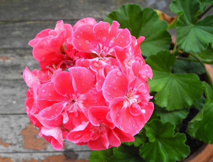 Geranium vandingstilstand