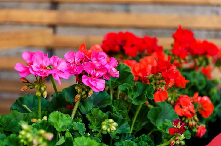 Top dressing geranium