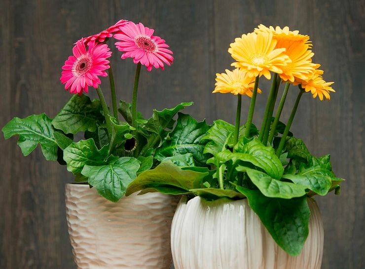 Καλλιέργεια Gerbera