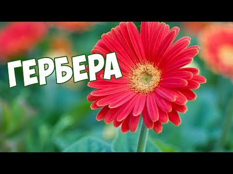 Gerbera �� Hjemmepleje