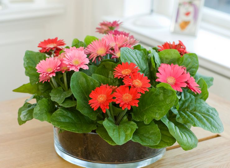 رعاية gerbera في المنزل