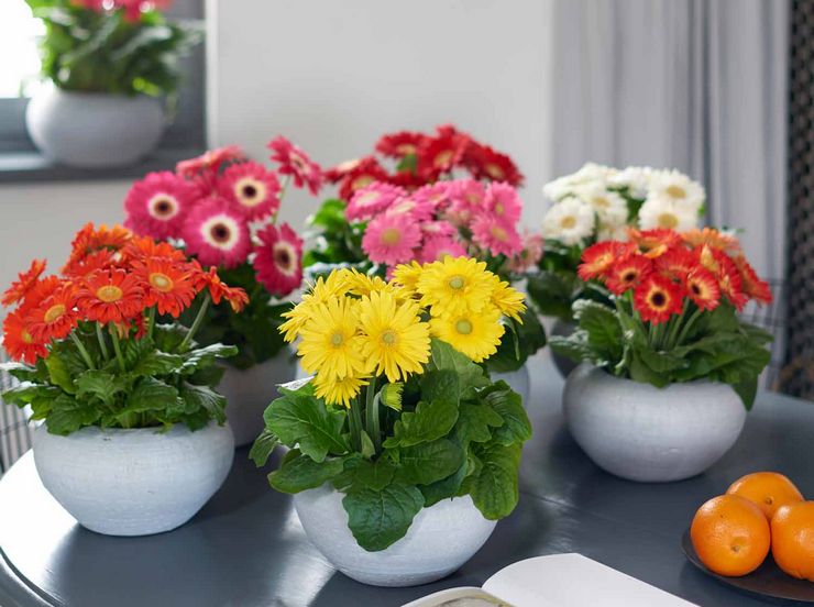 Gerbera vandingsplan