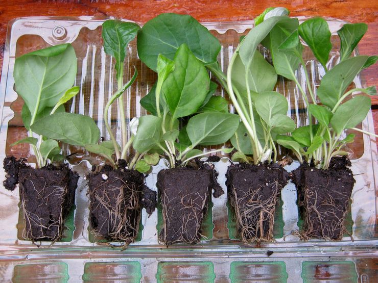 Gerbera transplantation