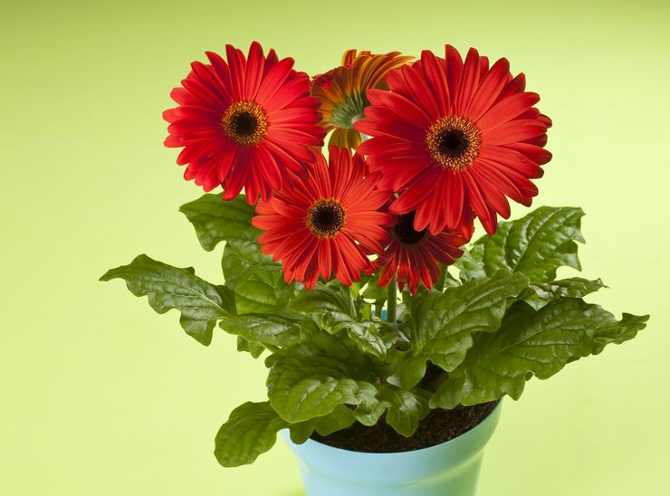 Φυτό Gerbera