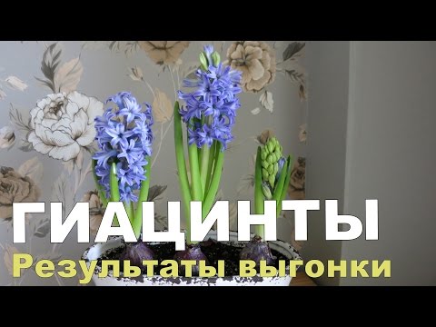 Sådan dyrkes HYACINTH derhjemme. 2. Blomstrende // Voksende hyacinter