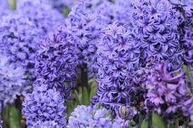 En af dem blev misundelig på den unge romer og dræbte ham. På det sted, hvor dråberne af den unge mands blod faldt, voksede blomster af ekstraordinær skønhed, som blev opkaldt efter den afdøde unge mand - hyacinter.