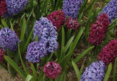 Hvis du kan lide denne blomst, kan du overveje yderligere avl efter blomstring. Det er nødvendigt at skære peduncle, fortsæt med at vande planten lejlighedsvis, indtil bladene tørrer. Pæren vil vokse og kan føde babyer.