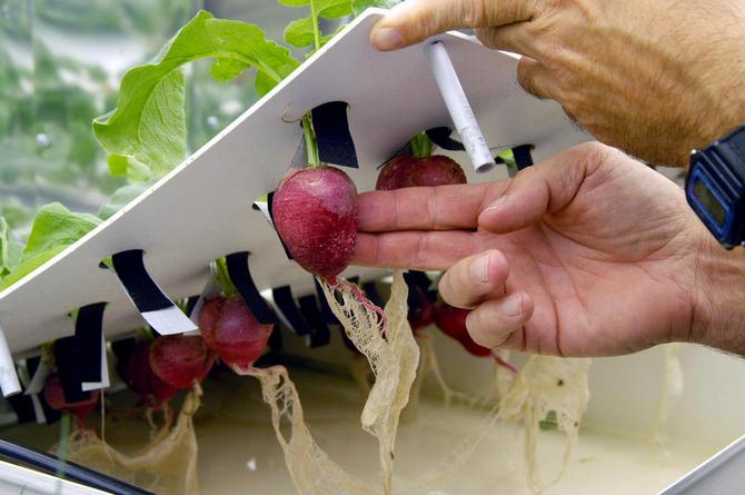 Hydroponics derhjemme. Dyrkning af planter ved hjælp af hydroponik