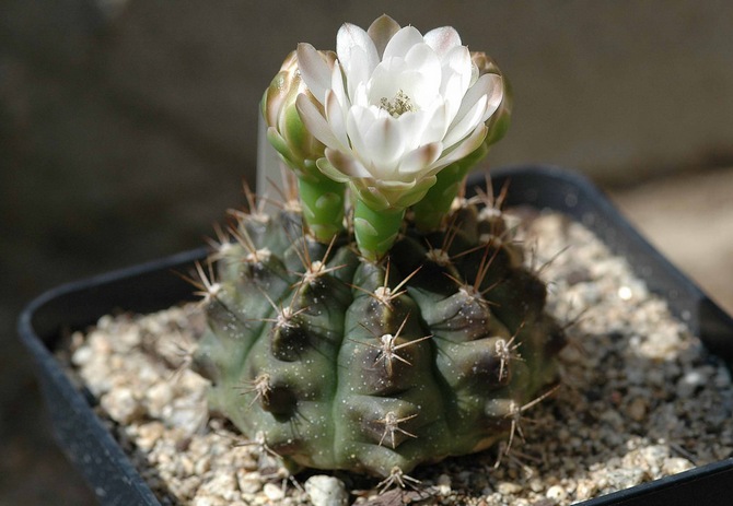 رعاية Gymnocalycium في المنزل