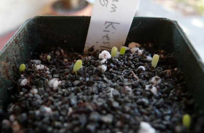 Reproduktion af hymnocalycium