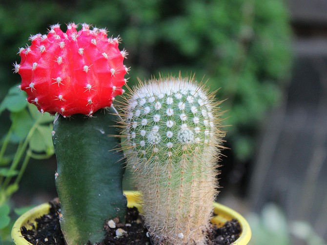 Gymnocalycium - hjemmepleje. Dyrkning, transplantation og reproduktion af Gymnocalycium kaktus. Beskrivelse, foto