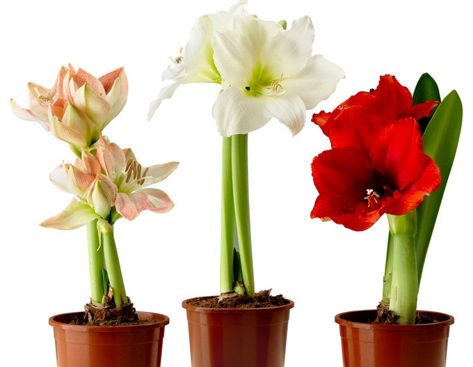 سقي hippeastrum الصحيح