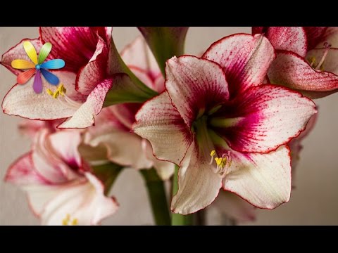 أسرار رعاية hippeastrum - كل شيء سيكون لطيفًا. الإصدار 677 بتاريخ 09/28/15