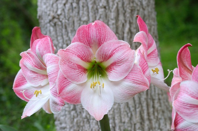 Hippeastrum. Omsorg og dyrkning. Transplantation og reproduktion