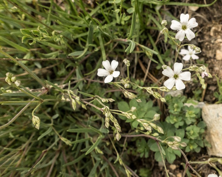 Plantning af gypsophila