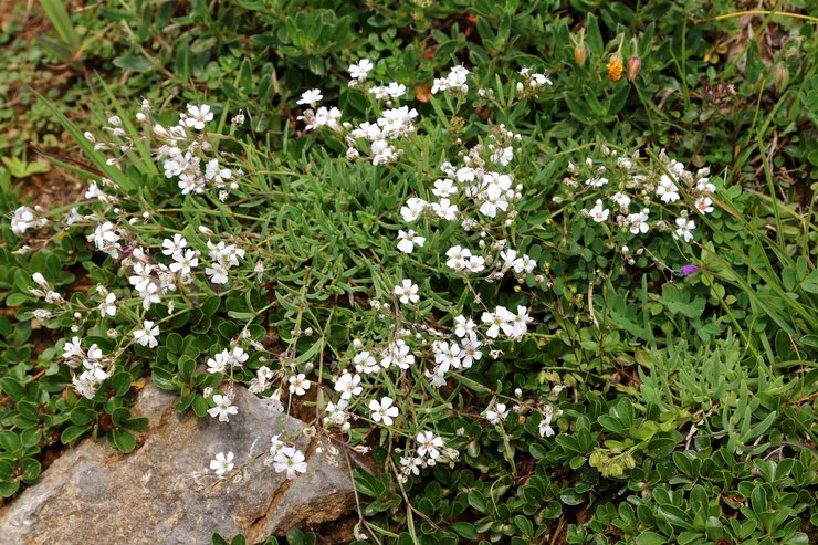 Φροντίδα Gypsophila σε εξωτερικούς χώρους