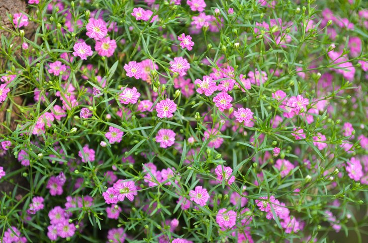 Typer og sorter af gypsophila