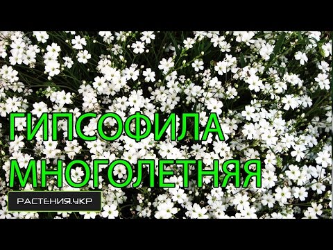 Gypsophila flerårige / uhøjtidelige flerårige blomster