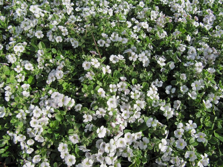 Gypsophila blomst - plantning og pleje i det åbne felt. Dyrkning af gypsophila fra frø, formeringsmetoder. Beskrivelse, typer. Foto