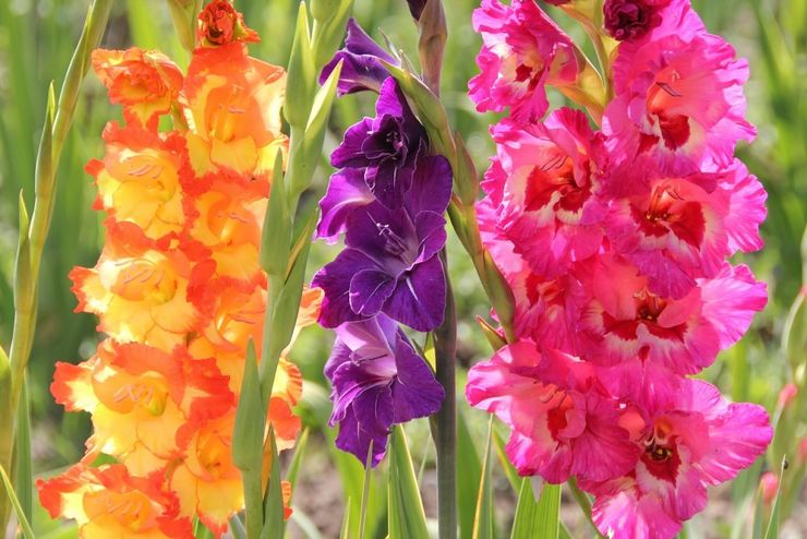 Korte regler for dyrkning af gladioli