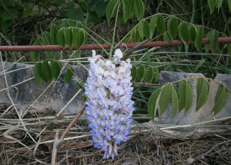 Πολλαπλασιασμός της wisteria με στρωματοποίηση