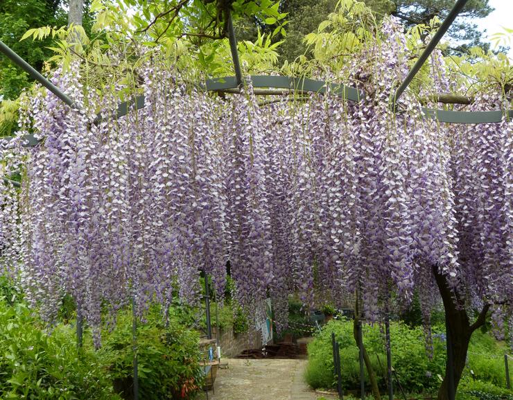 Άφθονη ανθοφορία wisteria, ή πολύ-λουλούδια