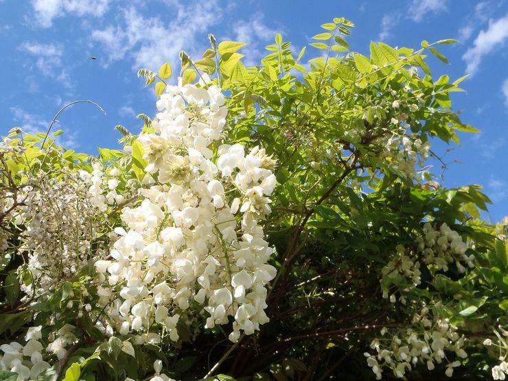 Όμορφη wisteria