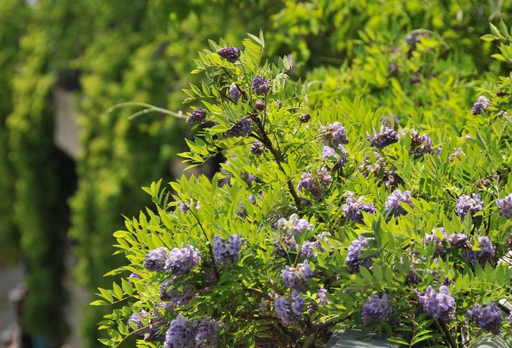 Pensas wisteria