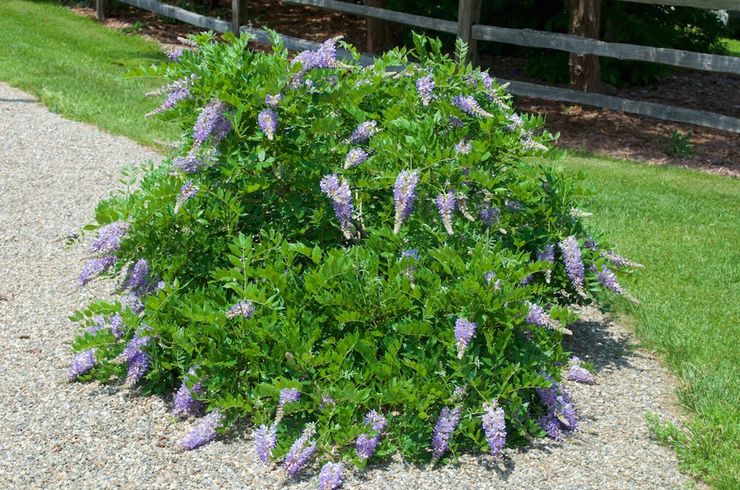 Μεγάλη wisteria