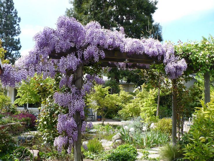 Wisteria maisemasuunnittelussa