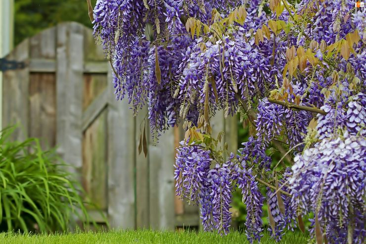 Περιγραφή της wisteria